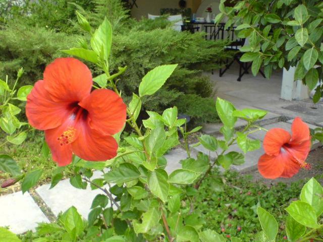 Comfortable Garden Apt Near Vouliagmeni Beach เอเธนส์ ภายนอก รูปภาพ